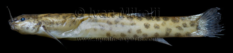 Trichomycterus sp.